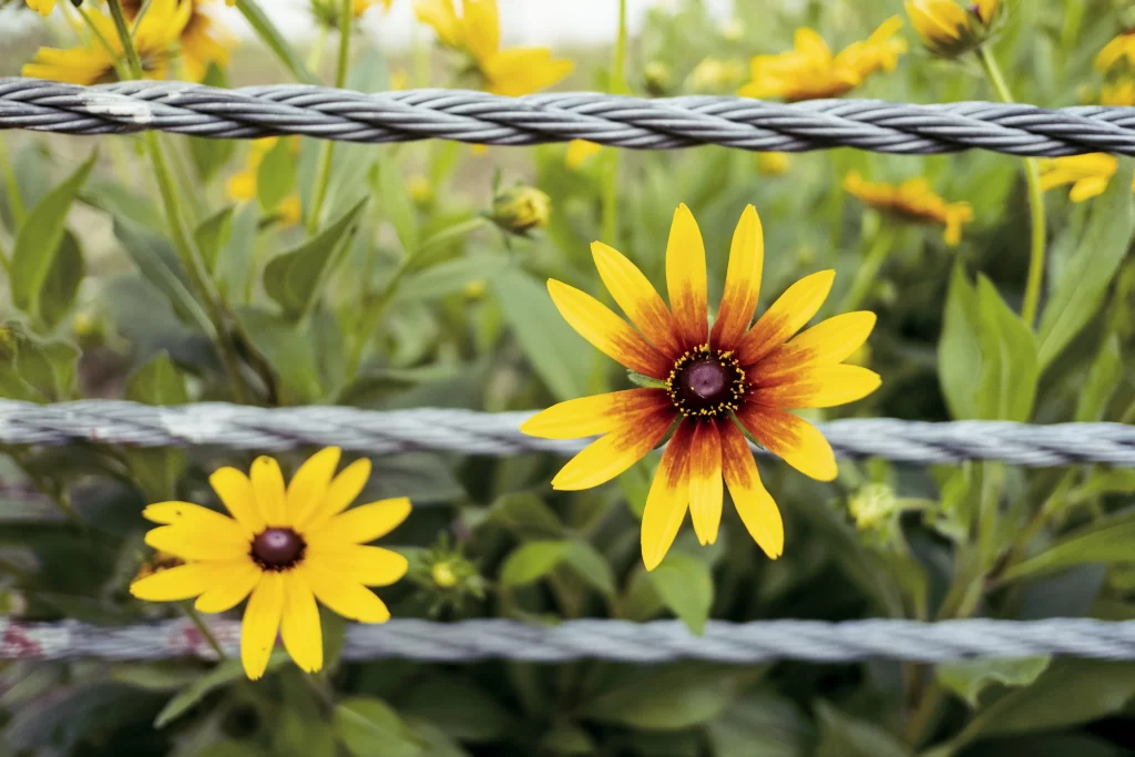 Yellow Chrysanthemum Petals Green warm Leaves