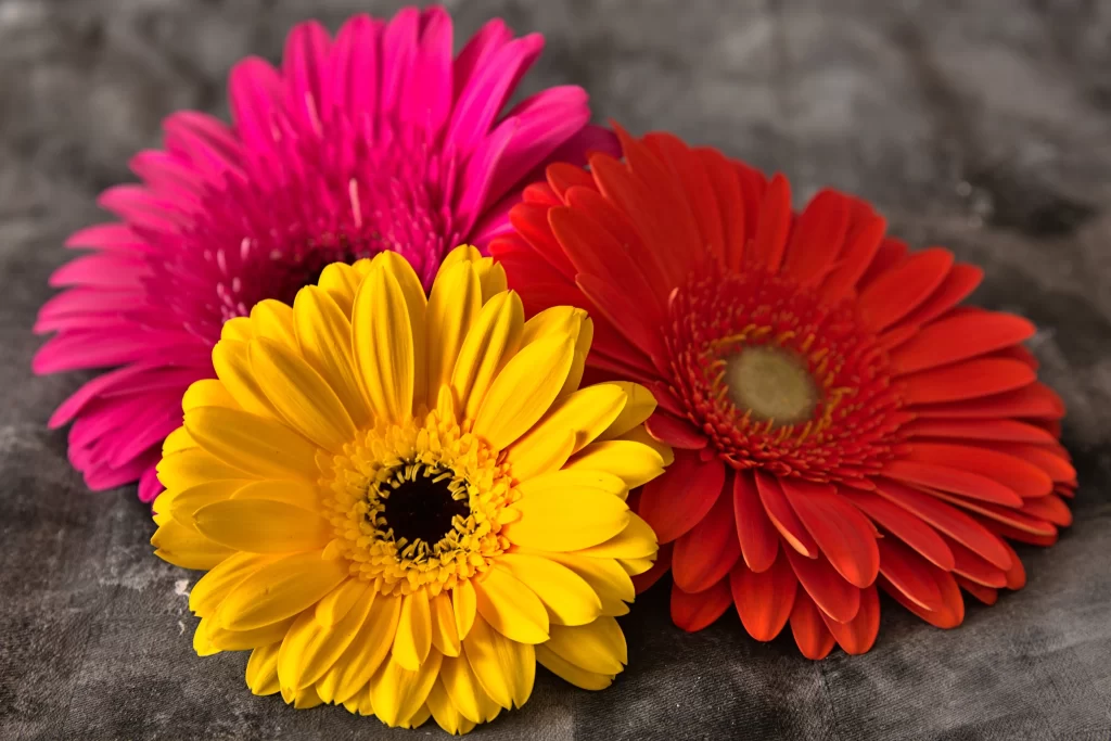 Yellow Chrysanthemum Petals Bright Red Pink