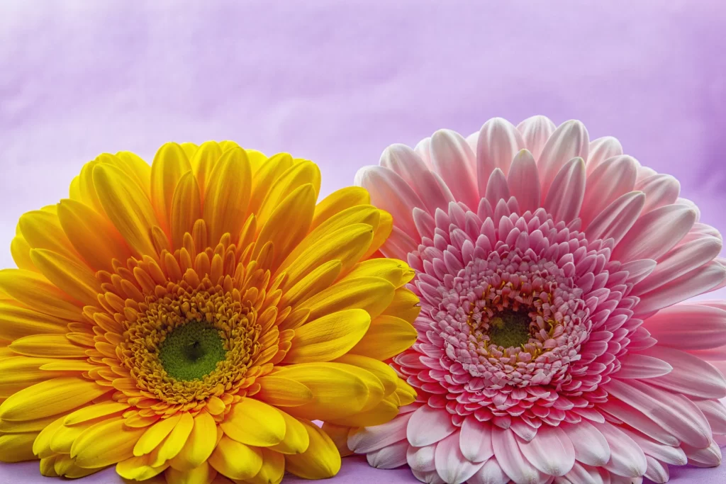 Yellow Chrysanthemum Petals Bright Pink Chrysanthemum Layers