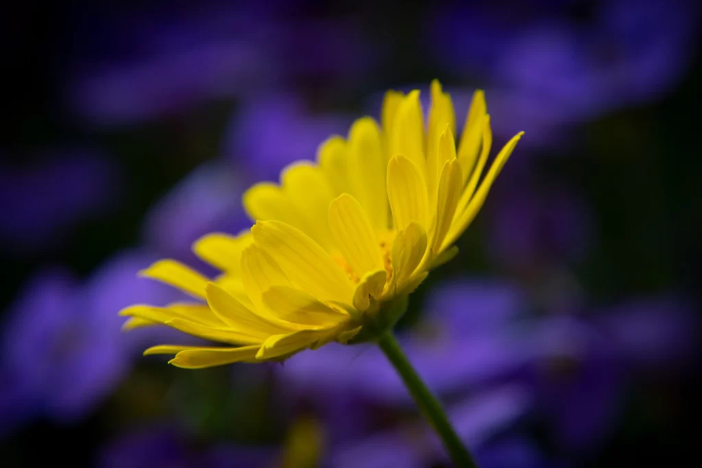Yellow Chrysanthemum Petals Vibrant Focus Purple Background