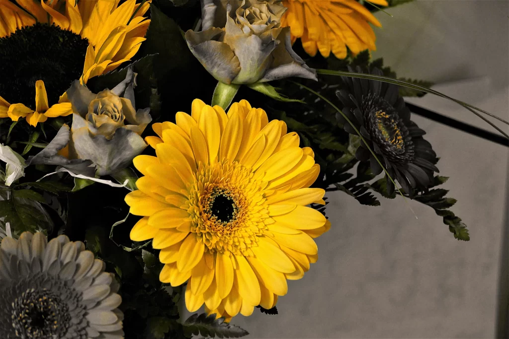 Yellow Chrysanthemum Petals Dark Center
