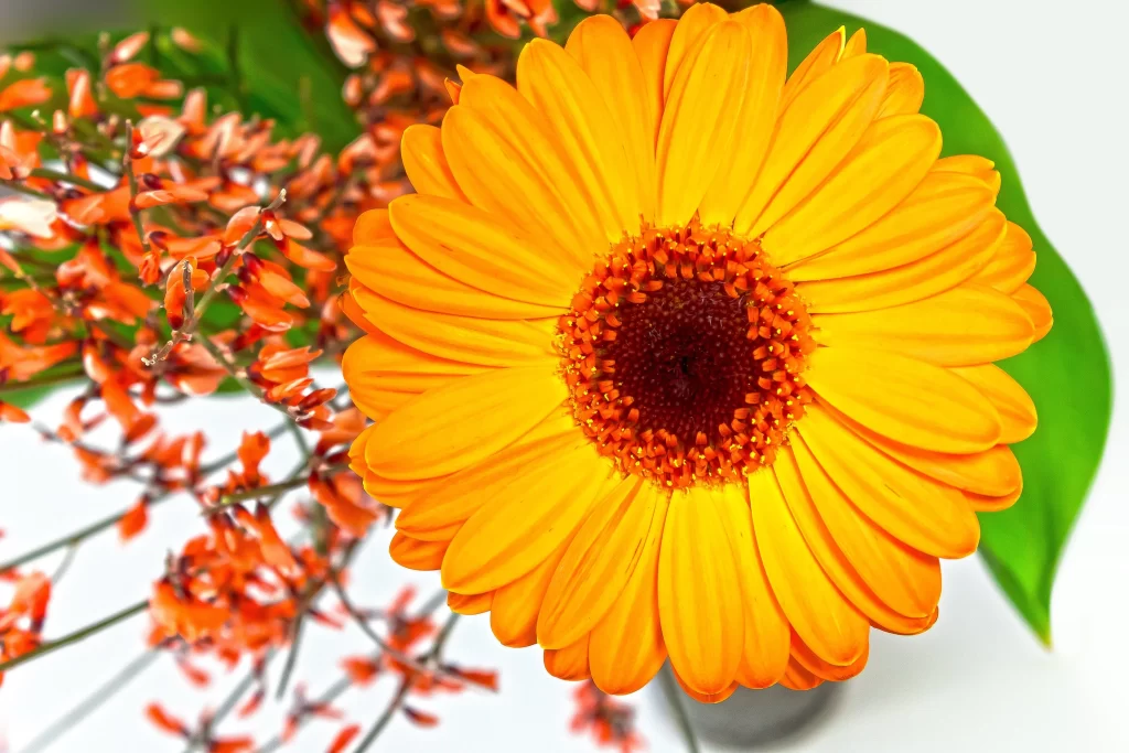 Yellow Chrysanthemum Petals Bright Center Green Leaves