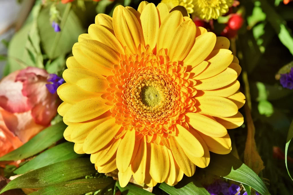 Yellow Chrysanthemum Petals Bright Sunlight Green warm Leaves
