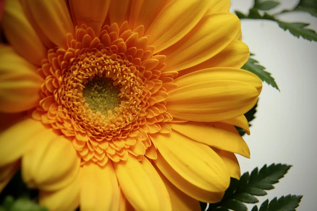 Yellow Chrysanthemum Petals Center warm Green