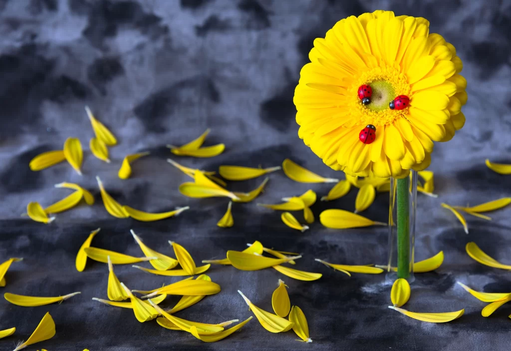 Yellow Chrysanthemum Petals Ladybugs Vase