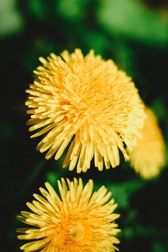 Yellow Chrysanthemum Petals Dense Sunlit