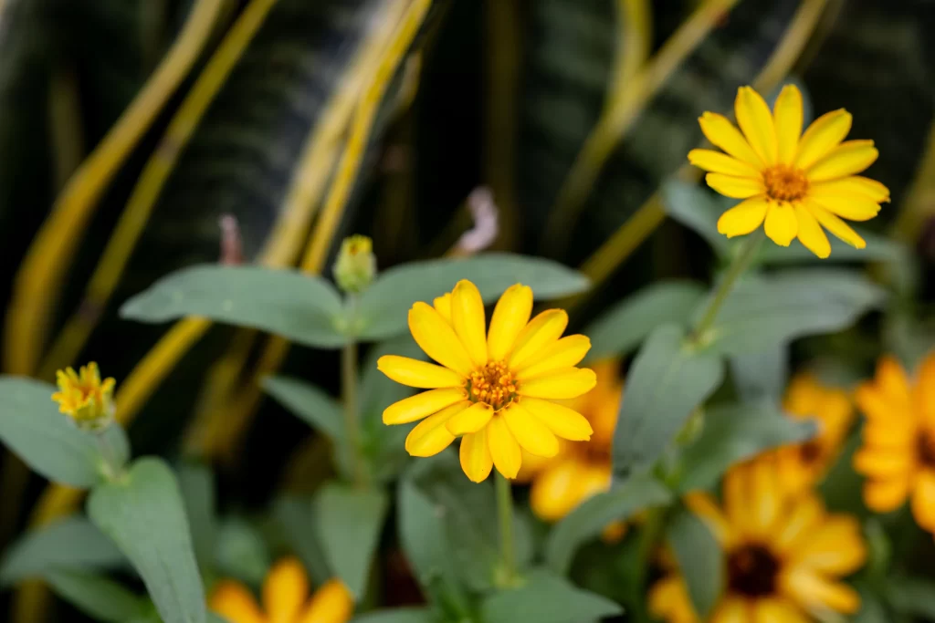Yellow Chrysanthemum Petals Green warm Leaves