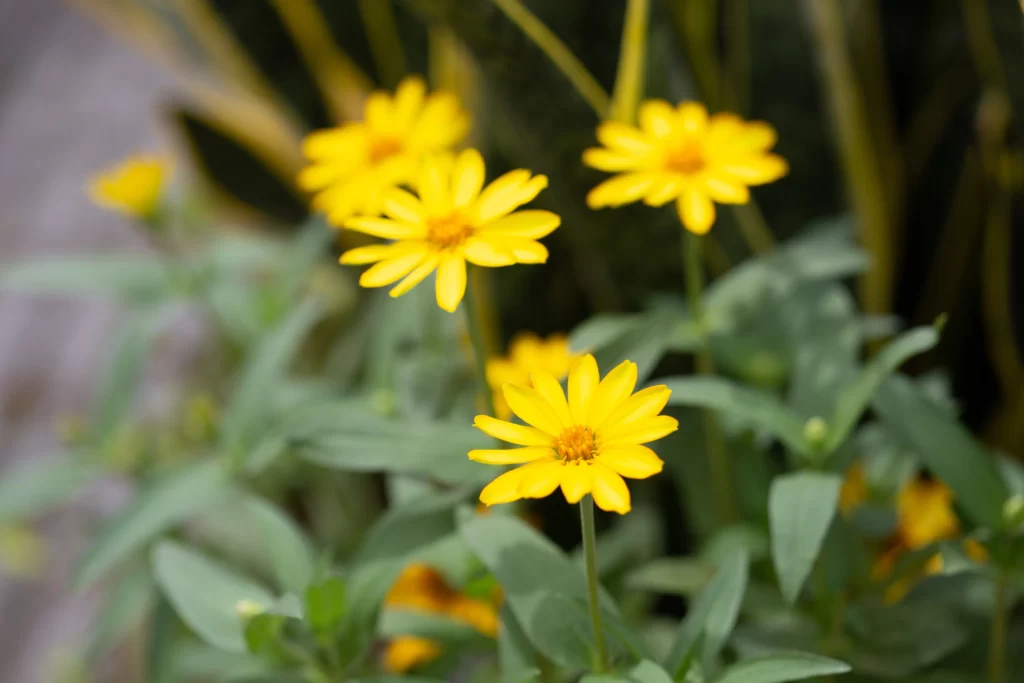 Yellow Chrysanthemum Petals Bright Green warm Leaves