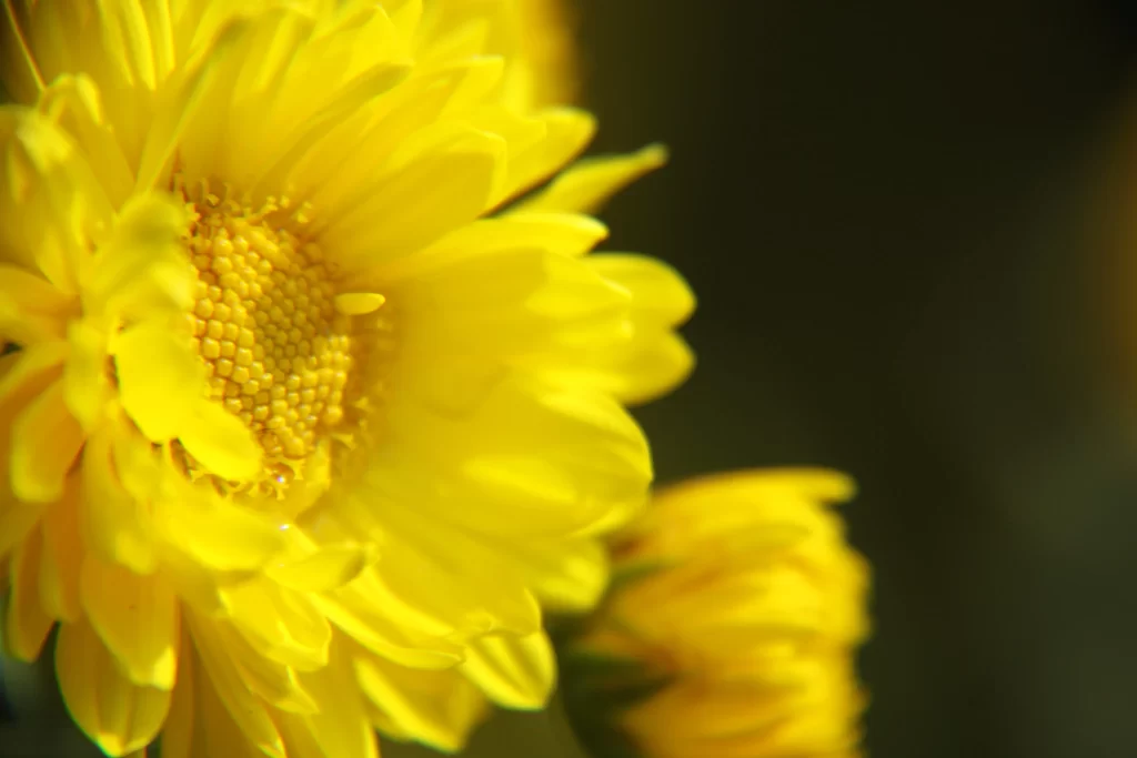 Yellow Chrysanthemum Petals Center Bright