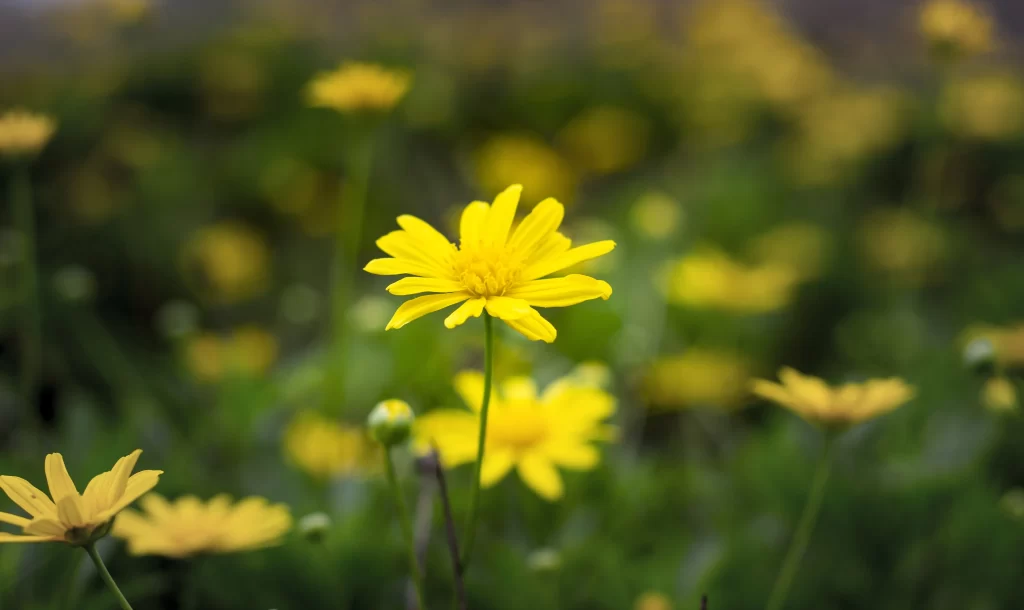 Yellow Chrysanthemum Petals Bright warm Green