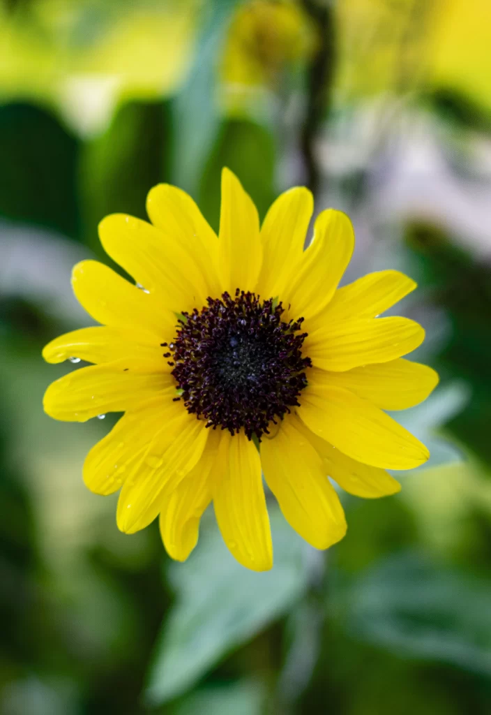 Yellow Chrysanthemum Petals Dark Center Dewdrops