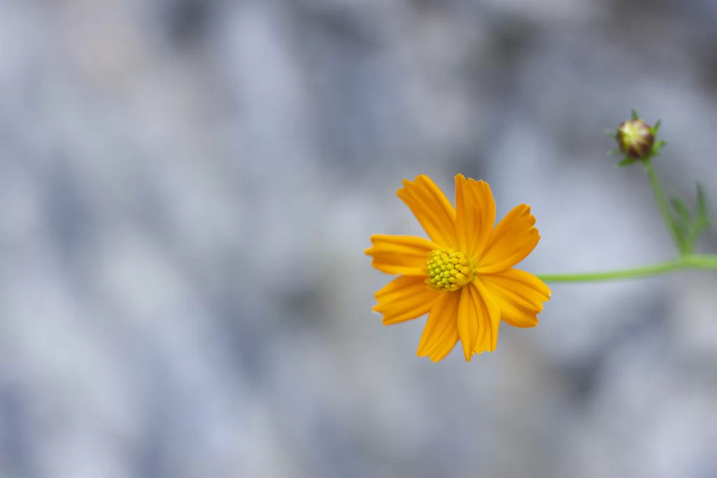 Yellow Chrysanthemum Petals Center gray Green