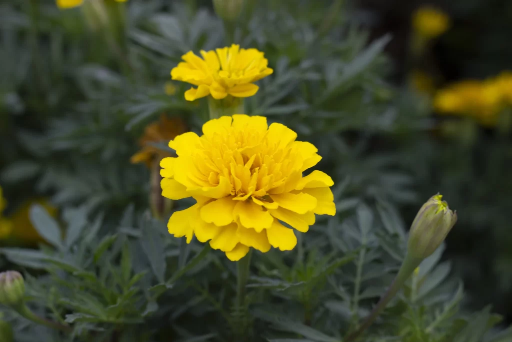 Yellow Chrysanthemum Petals Dense Green warm Leaves
