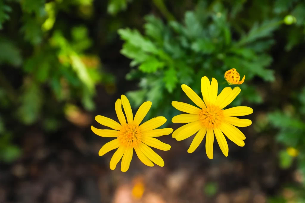 Yellow Chrysanthemum Petals Bright Green warm Leaves