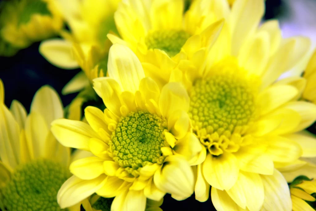 Yellow Chrysanthemum Petals Bright Green Center