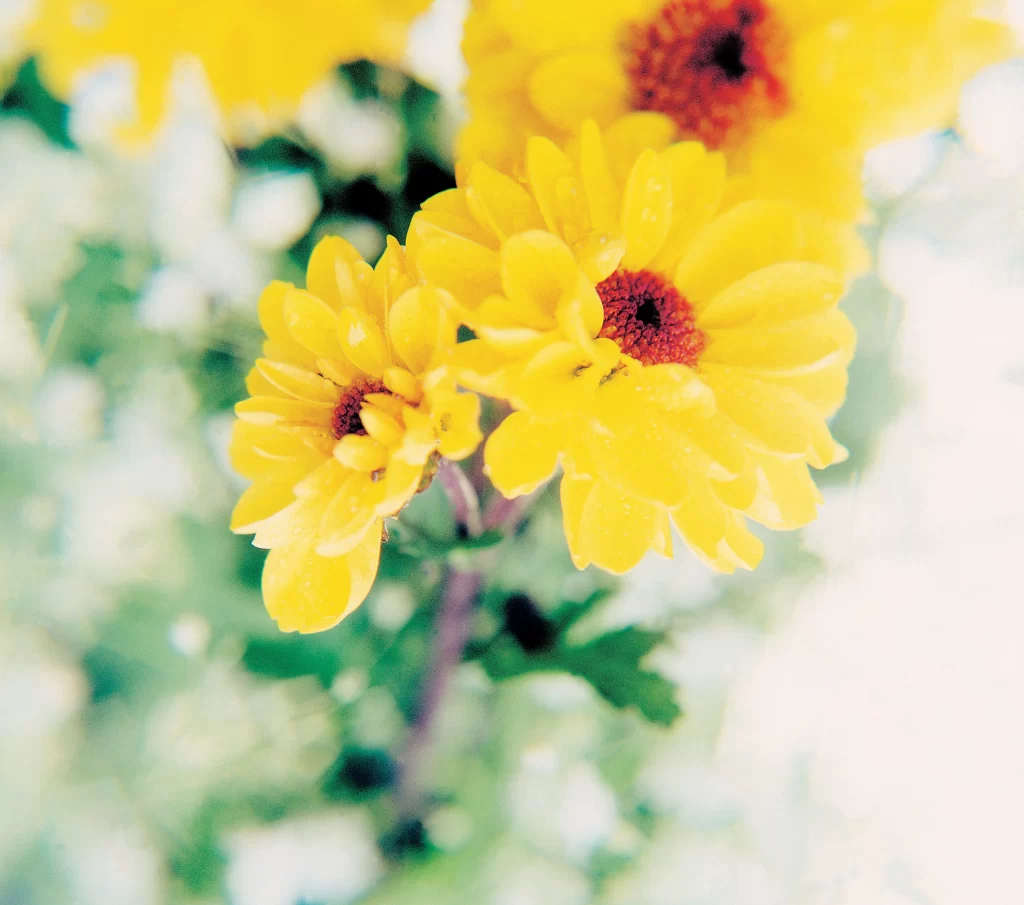 Yellow Chrysanthemum Petals Bright Green warm Leaves