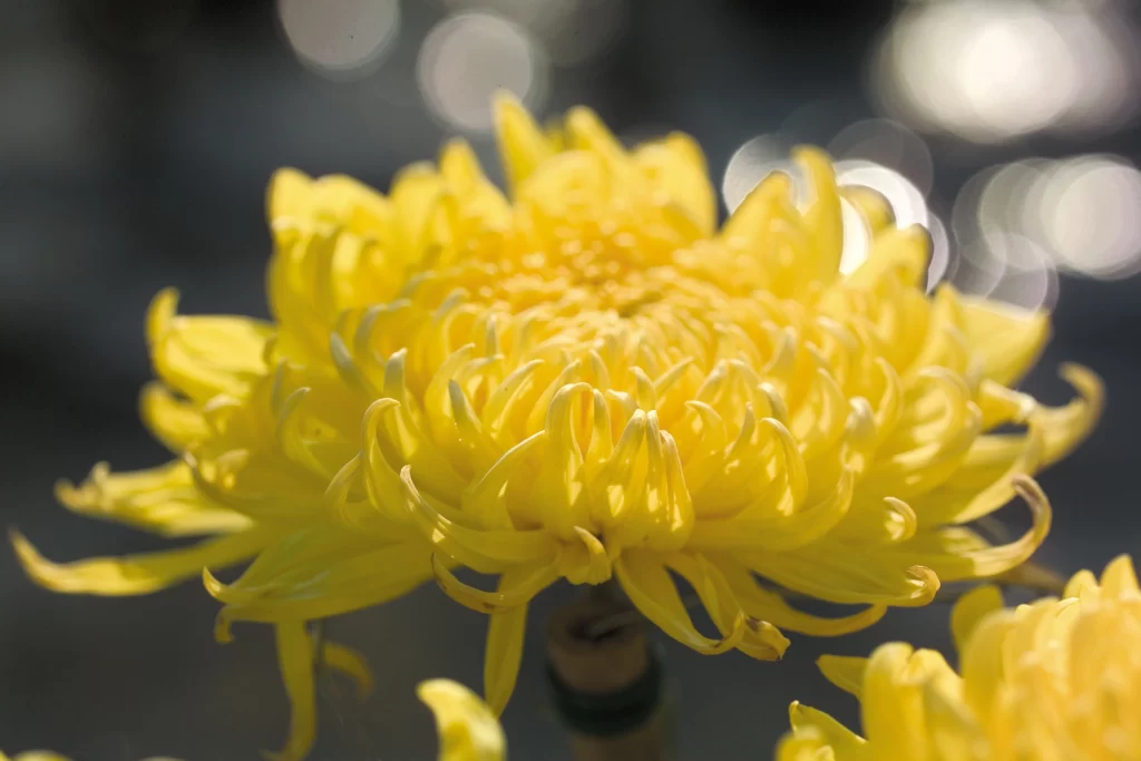 Yellow Chrysanthemum Petals Curved warm Sunlit