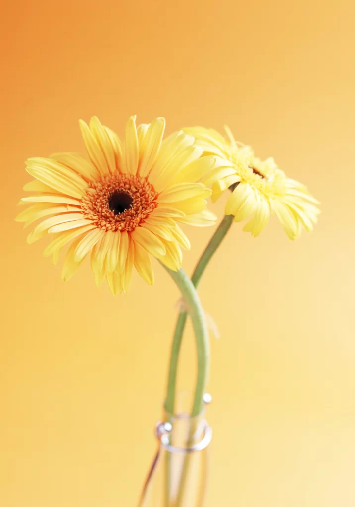 Yellow Chrysanthemum Petals Vase Bright