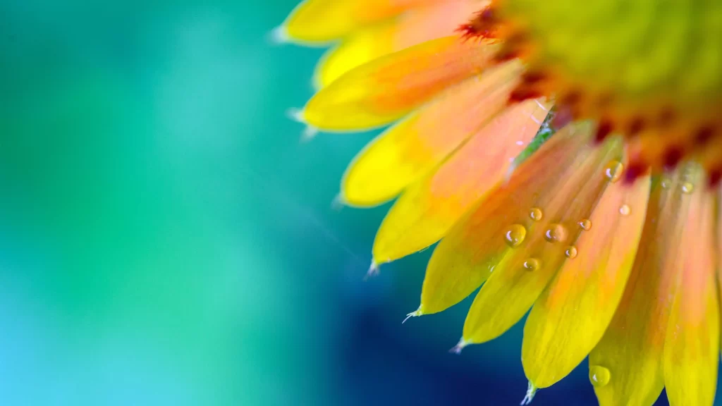 Yellow Chrysanthemum Petals Dewdrops Vibrant Colors