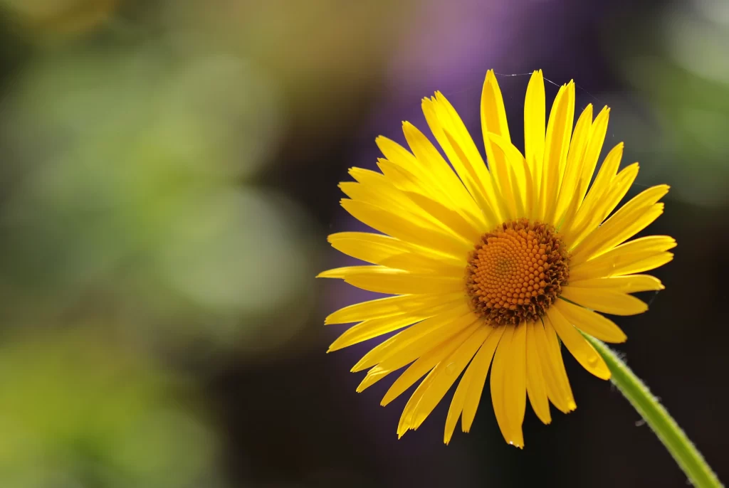 Yellow Chrysanthemum Petals Bright warm Center