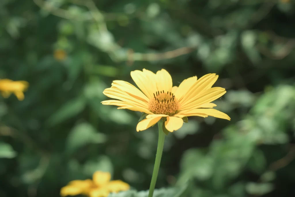 Yellow Chrysanthemum Petals Bright Center Greenery