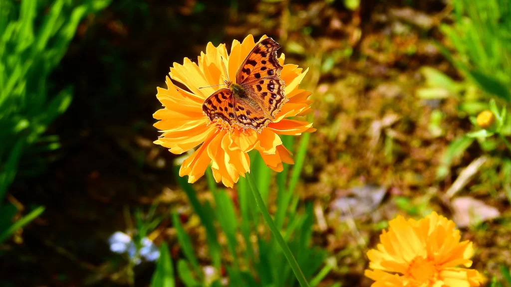Yellow Chrysanthemum Petals Butterfly Bright