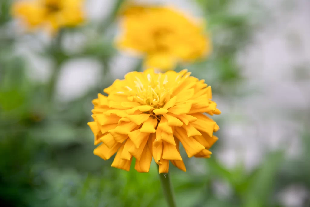 Yellow Chrysanthemum Petals Bright warm Blooming