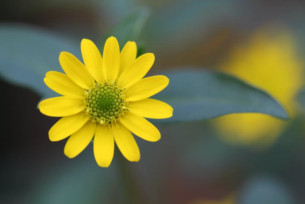 Yellow Chrysanthemum Petals Green warm Center