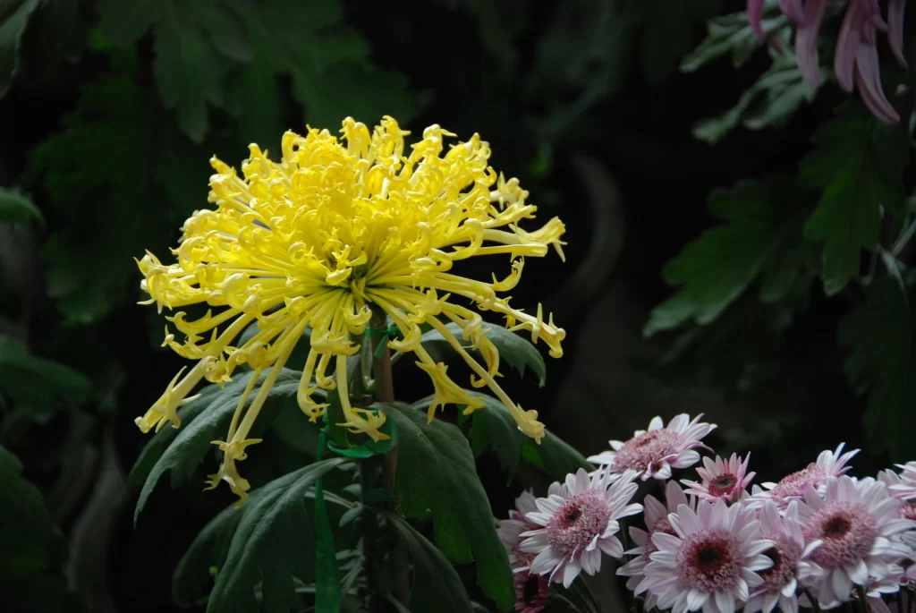 Yellow Chrysanthemum Petals Dense Dark Background