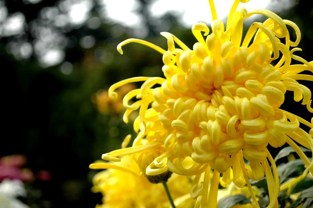 Yellow Chrysanthemum Petals Curved Dense Bright