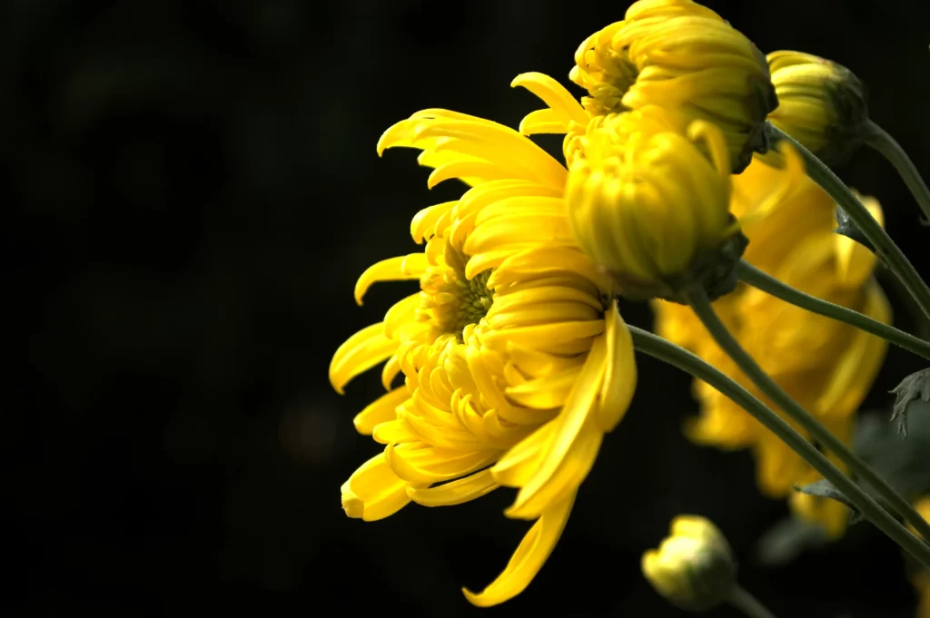 Yellow Chrysanthemum Petals Bright warm Blooms