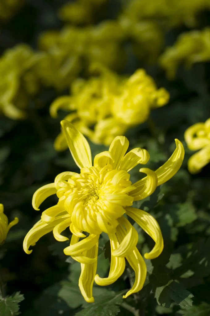 Yellow Chrysanthemum Petals Curved Dense