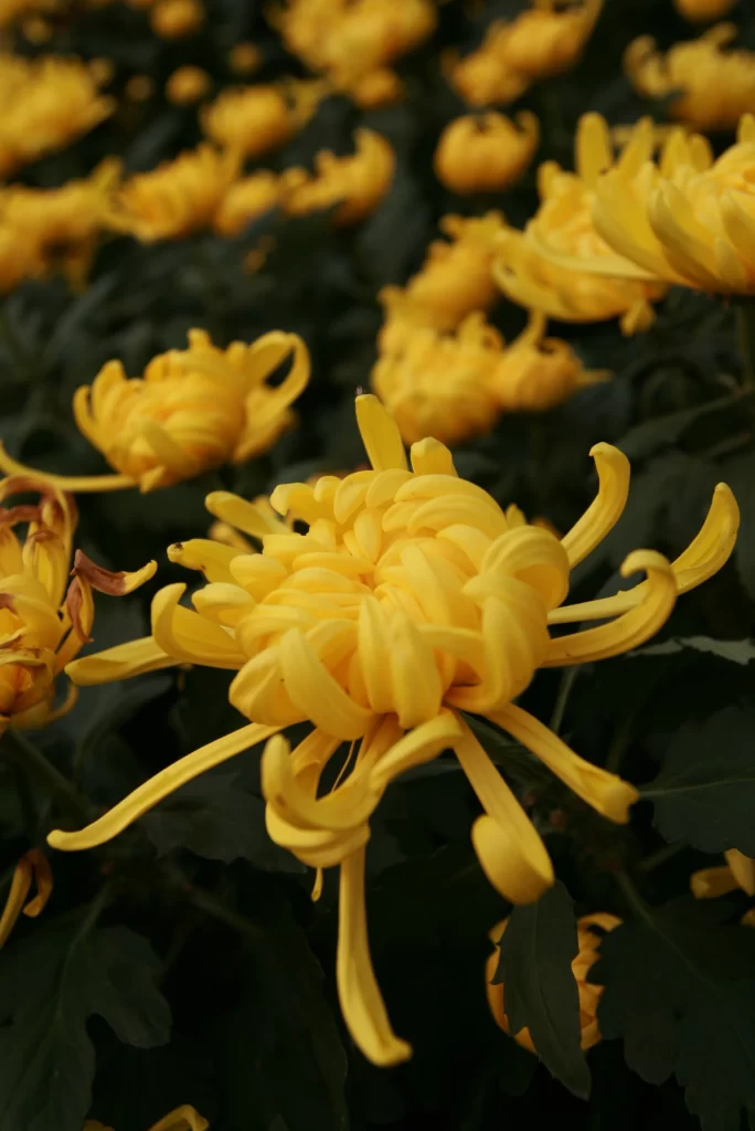 Yellow Chrysanthemum Petals Curved Dark Background