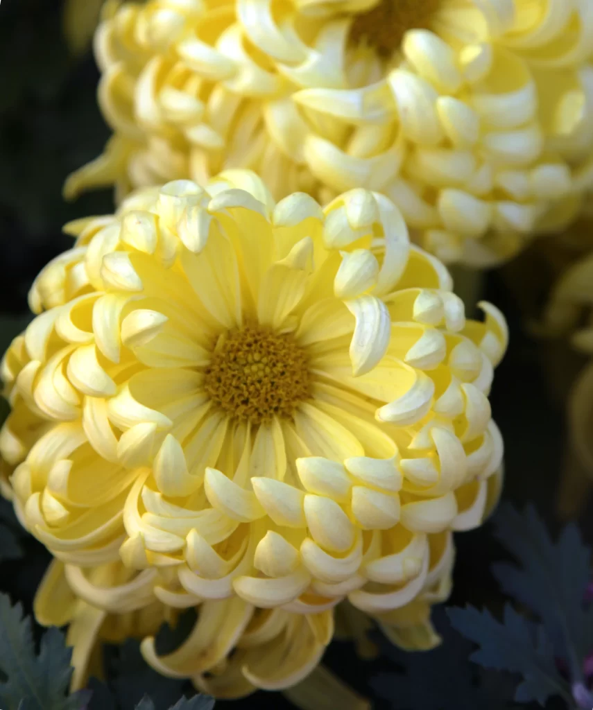 Yellow Chrysanthemum Petals Curved Dense warm Center