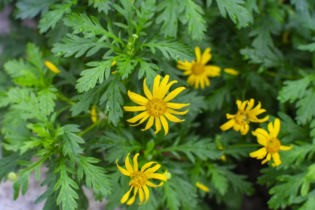 Yellow Chrysanthemum Petals Green Leaves Dewdrops