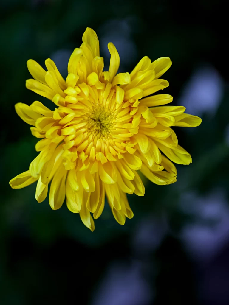 Yellow Chrysanthemum Petals Dense warm Center