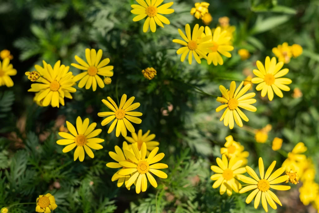 Yellow Chrysanthemum Petals Bright Green warm Leaves