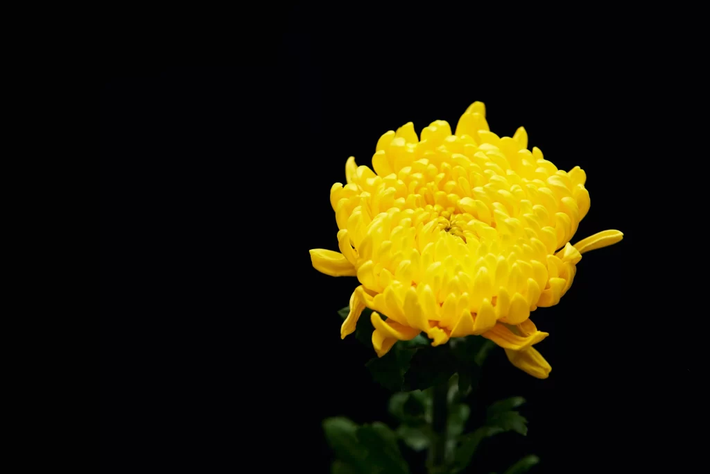 Yellow Chrysanthemum Petals Dense dark Bright