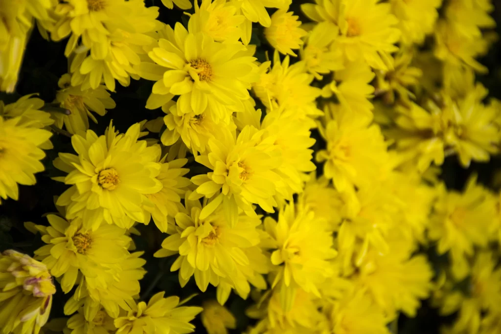 Yellow Chrysanthemum Petals Dense warm Bright