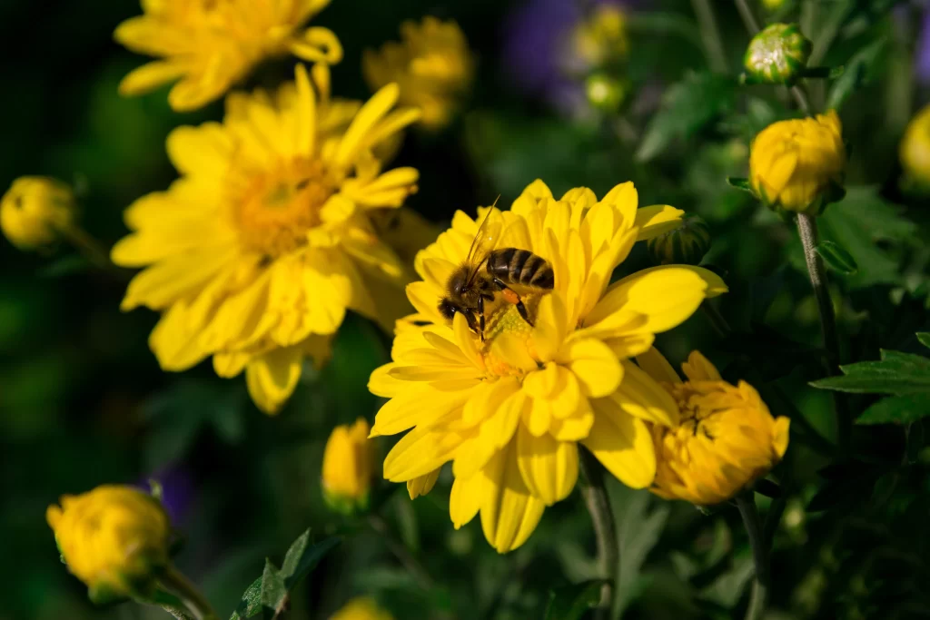 Yellow Chrysanthemum Petals Bee Brightness Nature