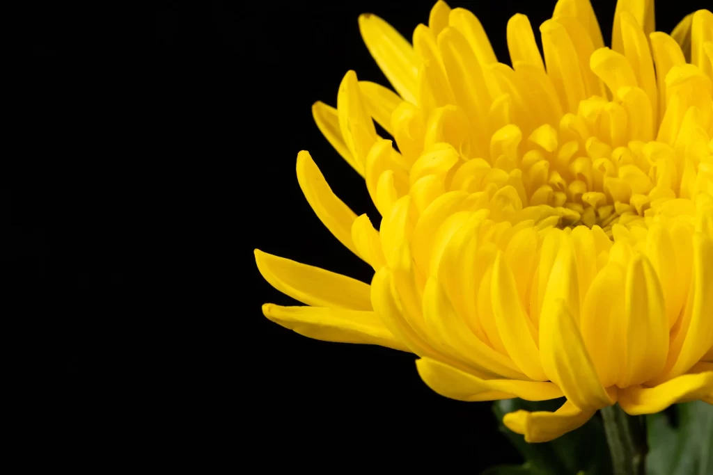 Yellow Chrysanthemum Petals Dense warm Rounded