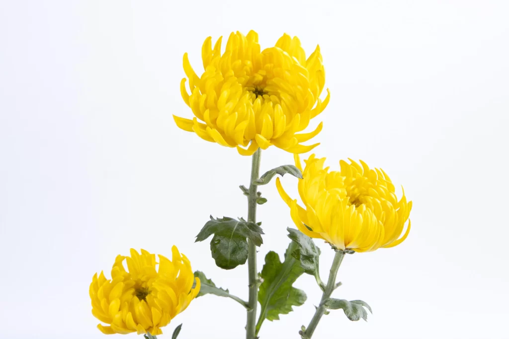 Yellow Chrysanthemum Petals Bright white Blooms