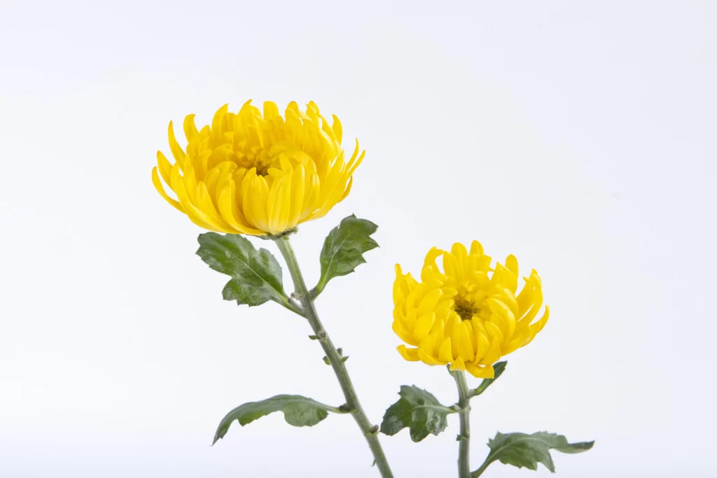 Yellow Chrysanthemum Petals Bright Green white Leaves