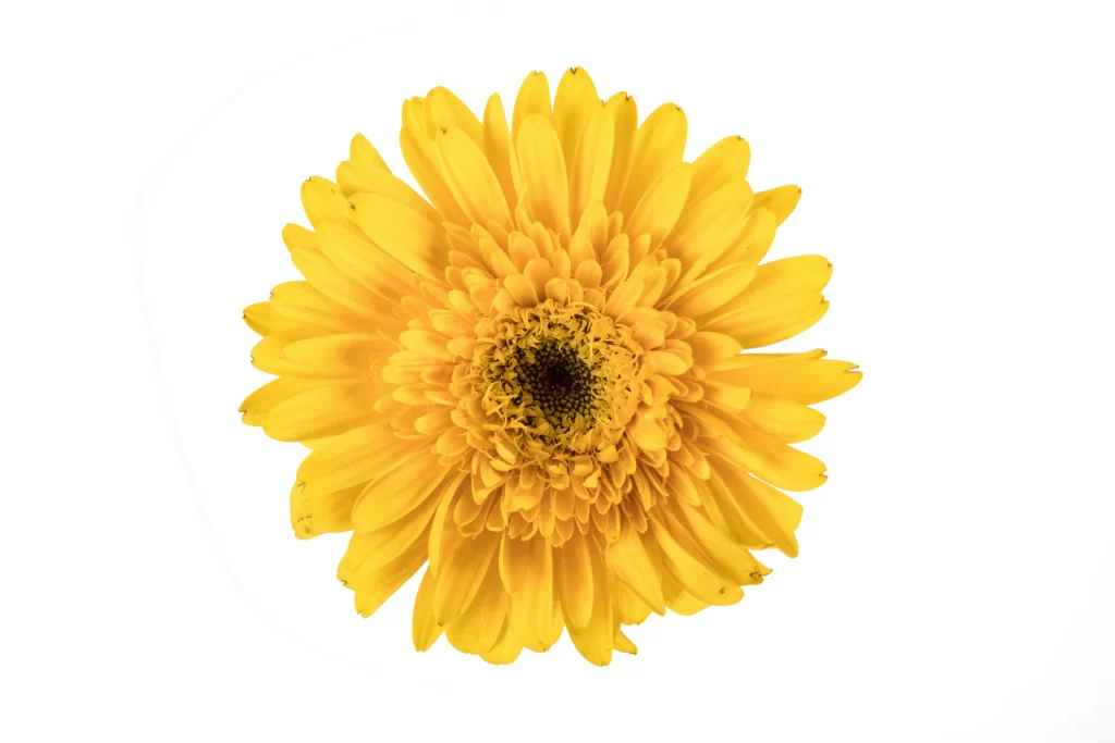 Yellow Chrysanthemum Petals Bright warm Center
