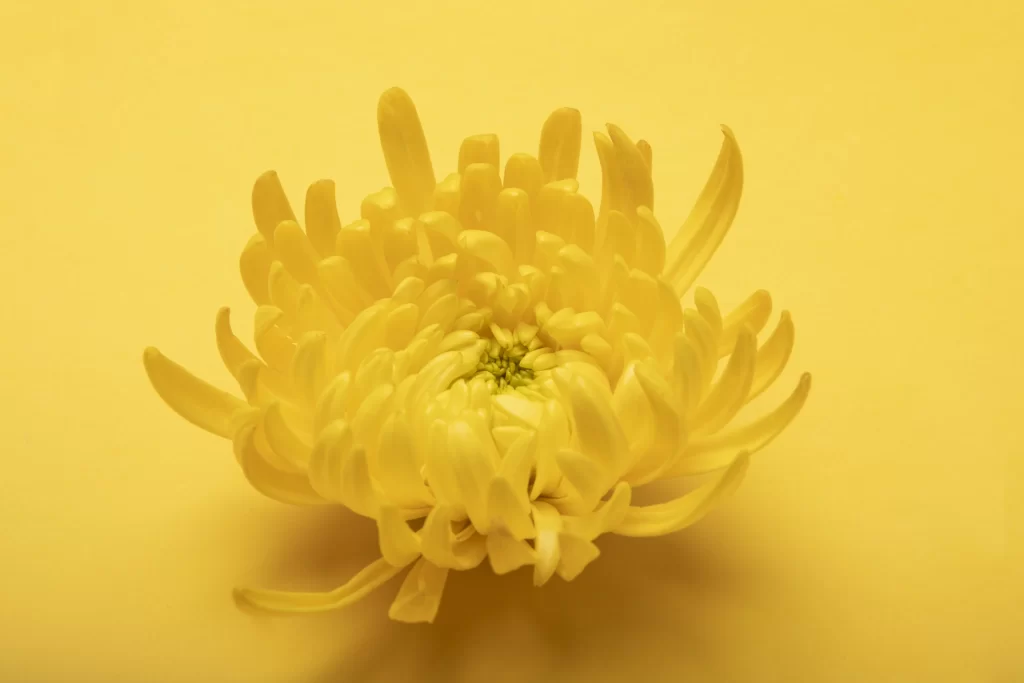 Yellow Chrysanthemum Petals Dense Rounded