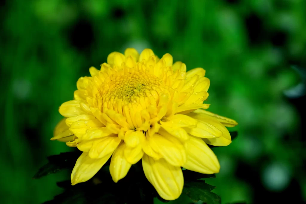 Yellow Chrysanthemum Petals Dewdrops Green warm Background