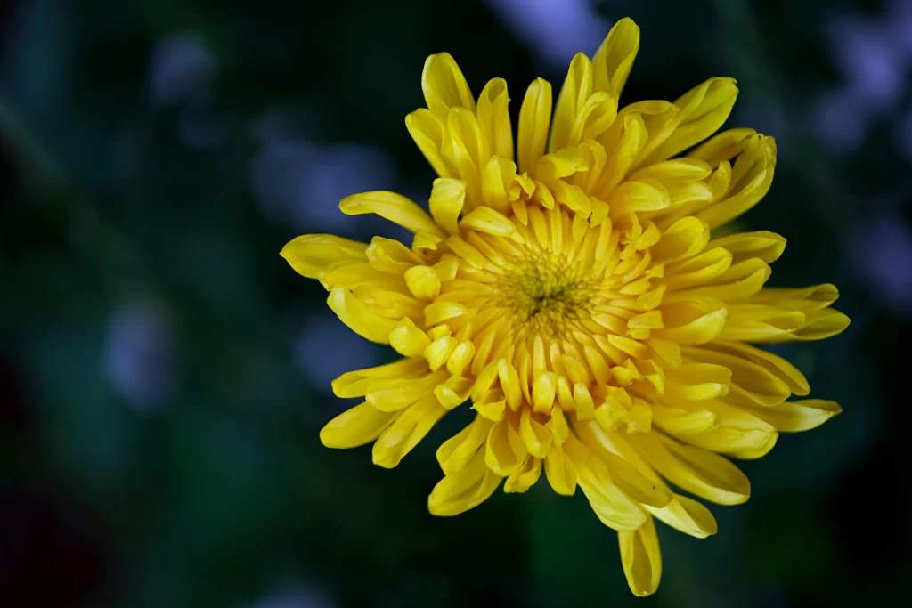 Yellow Chrysanthemum Petals Dense warm Center
