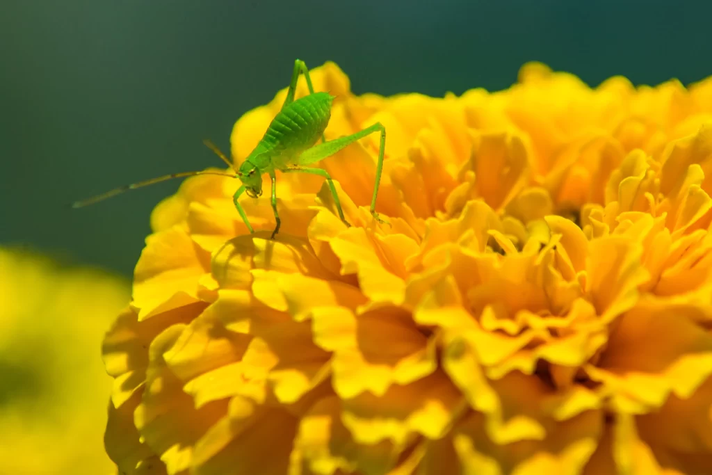 Yellow Chrysanthemum Petals Vibrant Green Insect