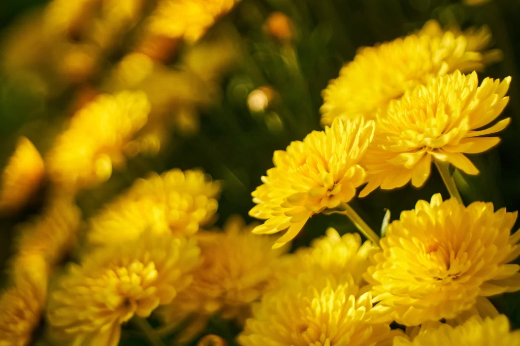Yellow Chrysanthemum Petals Dense warm Blooms