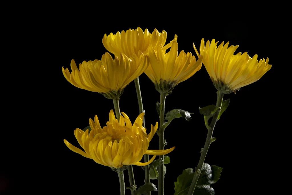 Yellow Chrysanthemum Petals Bright dark Blooms